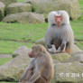 Monkeys1