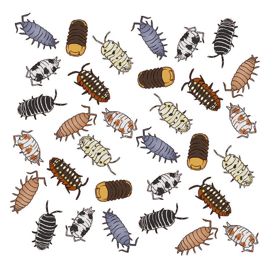 Isopods by Halbwang on DeviantArt