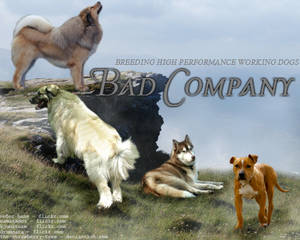 Bad Company Kennel Image Two