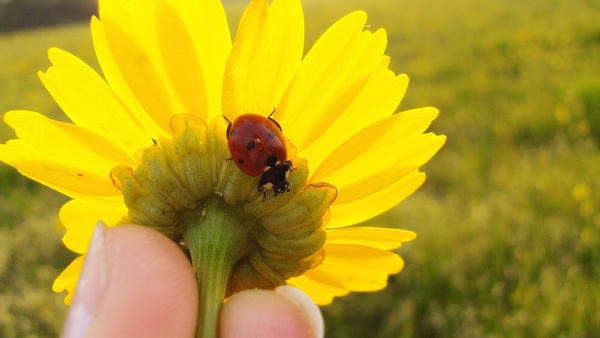 Ladybird