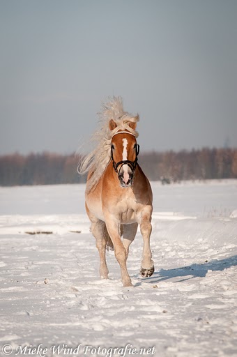 Haflinger 14