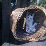 The cat in the basket