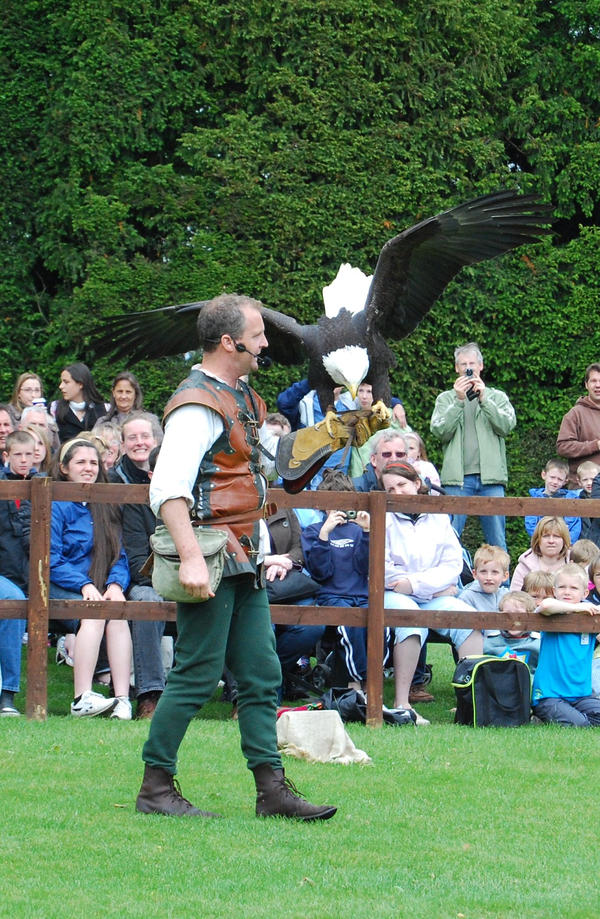 Falconer Ranger Falconer by Puckmonkey on DeviantArt