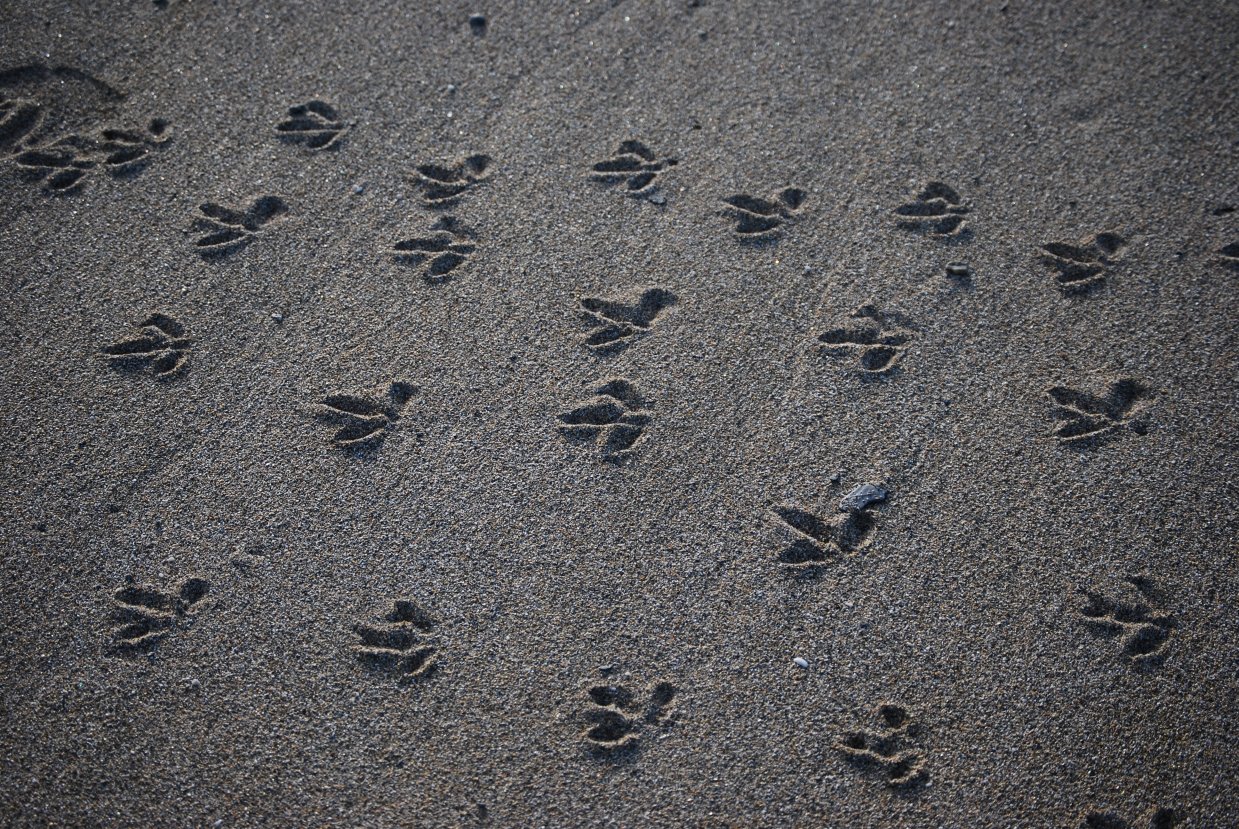 running from the waves