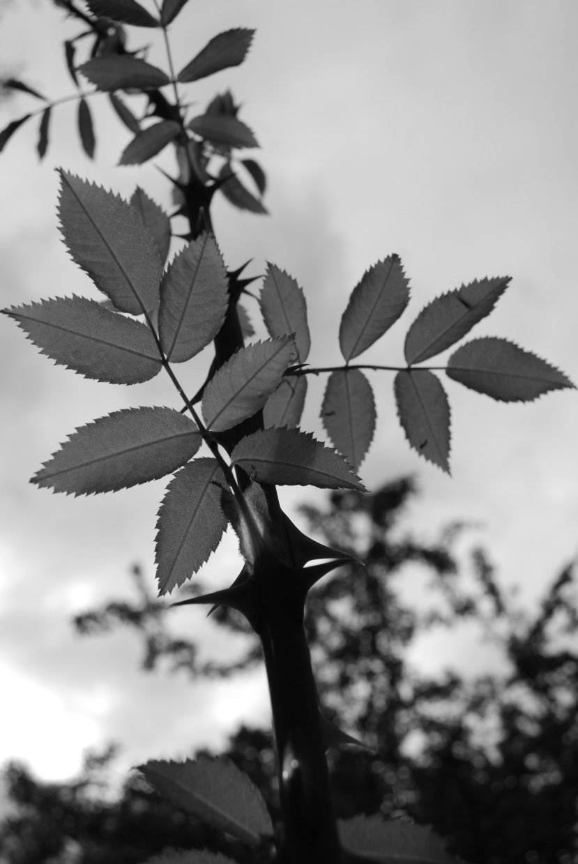 tower of thorns