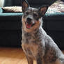 Ponyo the blue heeler