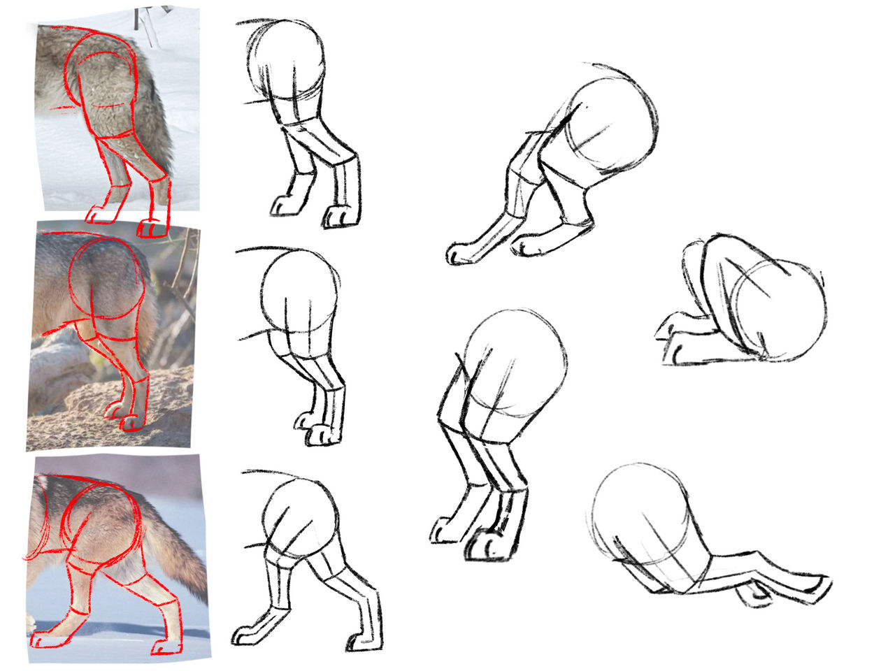 Wolf back legs anatomy study by Fl0atingBubbles on DeviantArt