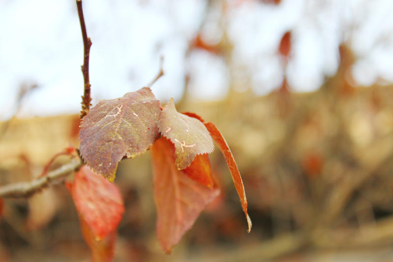 Summer leaves