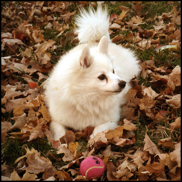 Autumn Eskimo