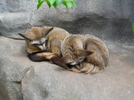 African Fox stock