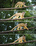 Squirrel Monkey by PirateLotus-Stock