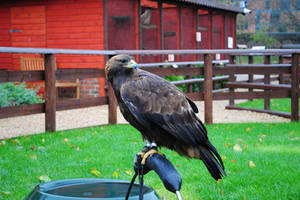 Falconry 13 by PirateLotus-Stock Falconry 13 by PirateLotus-Stock