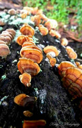 Tree Fungi