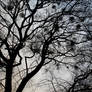 packets on the tree