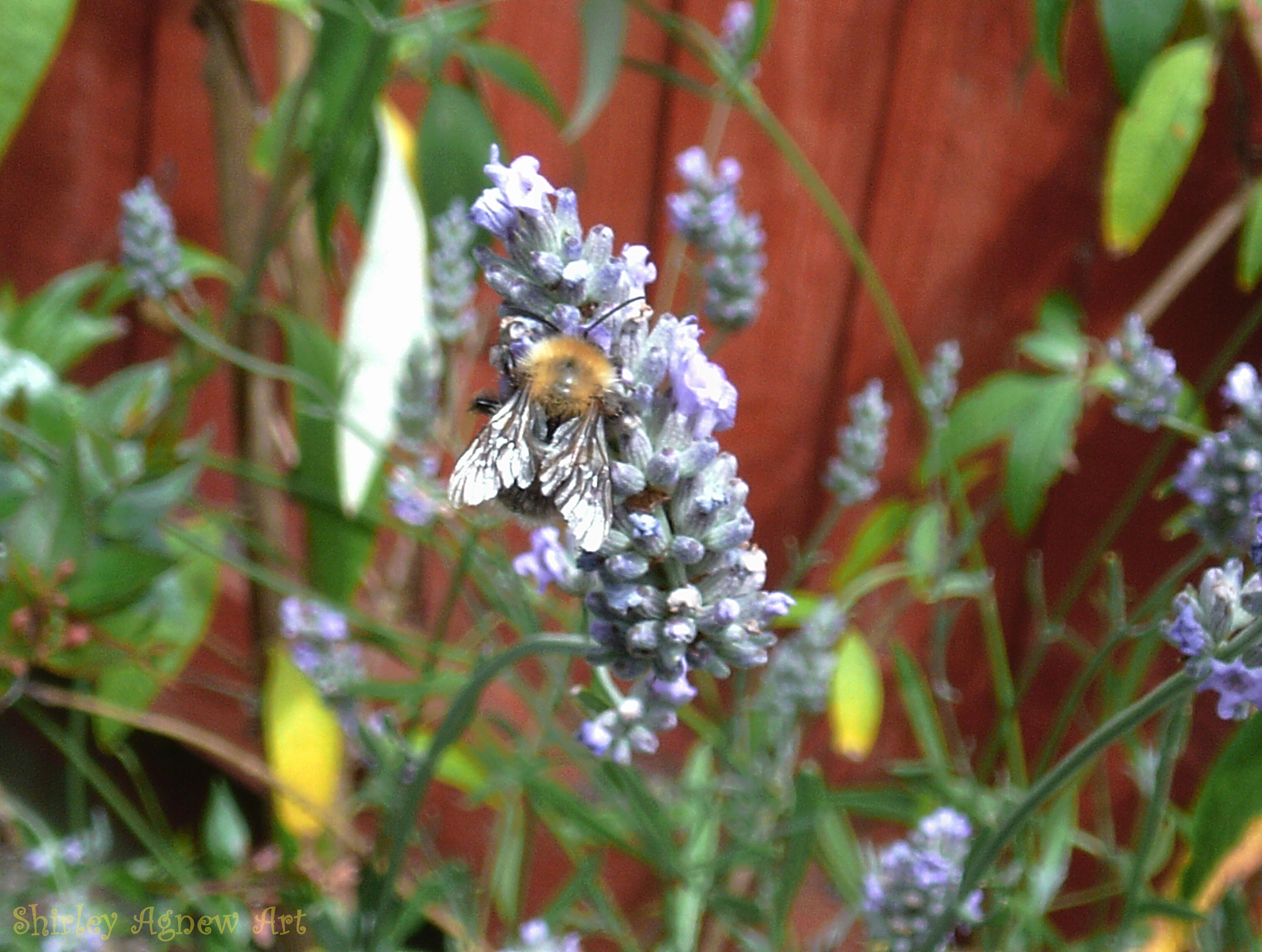 Shiny Wings