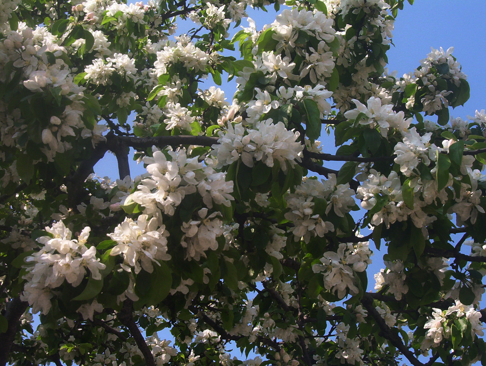 Blossom Time