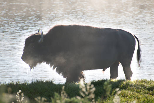 Early morning bison