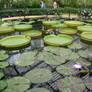 Water lilies on the pond