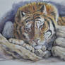 tiger at rest