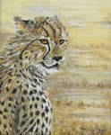 Cheetah study 2 by acrylicwildlife