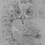 Owl sketch