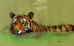 Tiger in jungle by marcgosselin