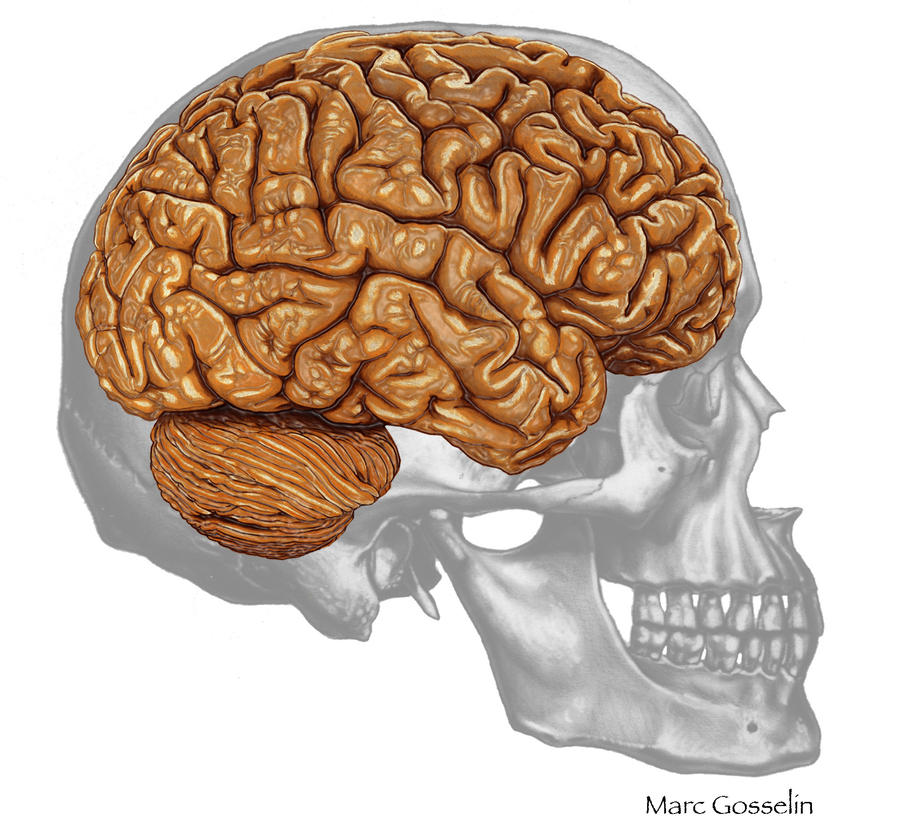 Мозги в черепной коробке. Строение мозга в черепной коробке. Череп мозга человека анатомия.