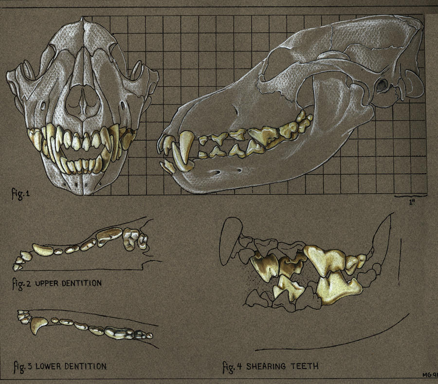 Wolf dentition