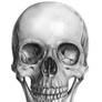 Skull, Anterior view