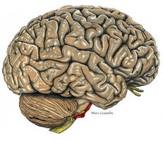 Right Lateral Brain