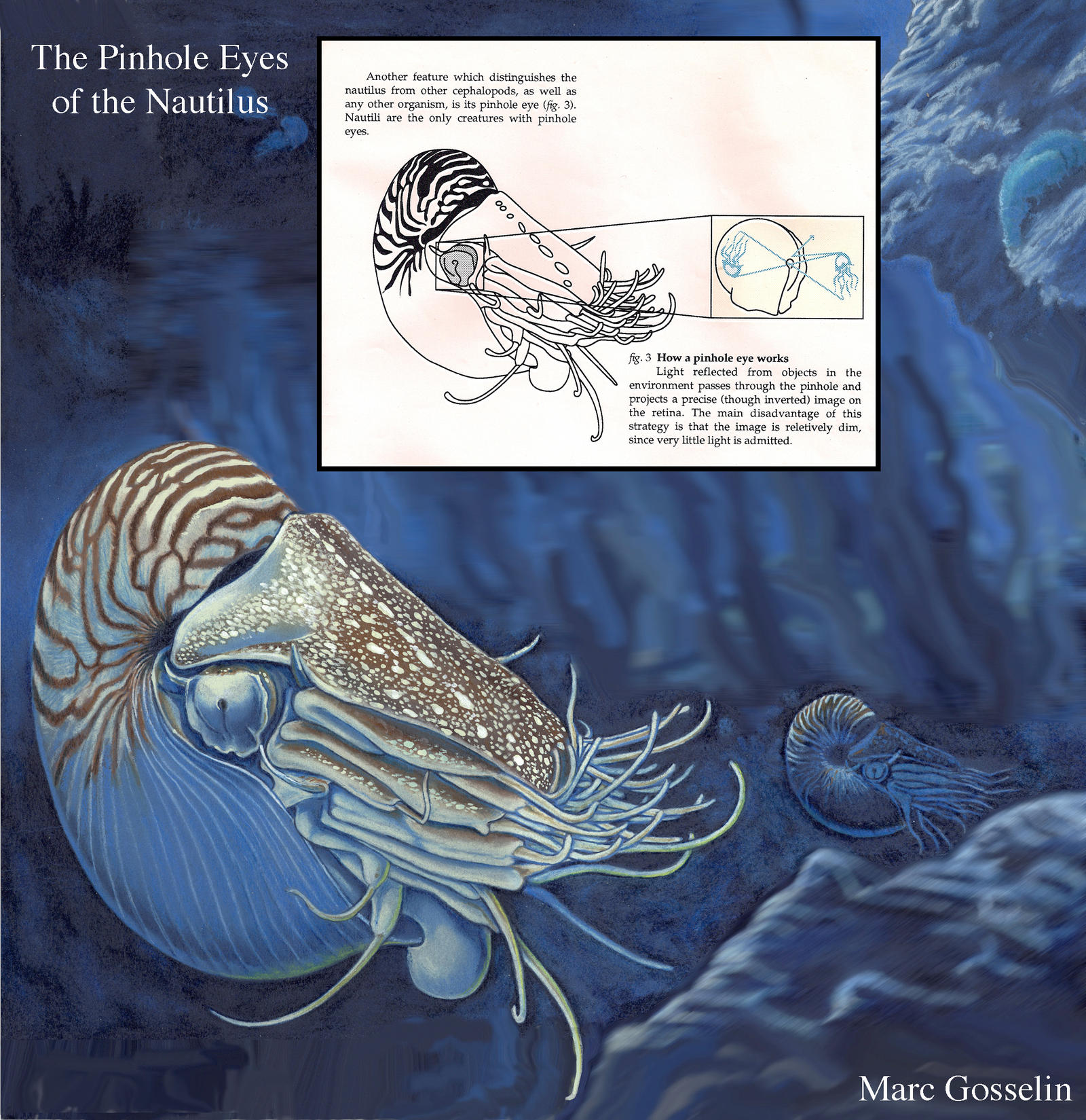 The Pinhole Eye of the Nautilus