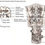 Sketch, Spinal cord, Meninges, Circulation.