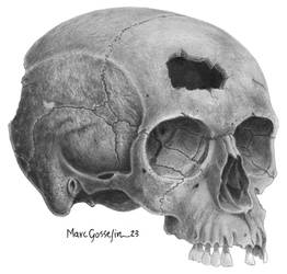 3/4 View of 2000 Year Old Skull, commission
