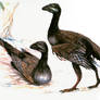 Enantiornis