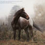 appaloosa