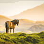 Icelandic Pony