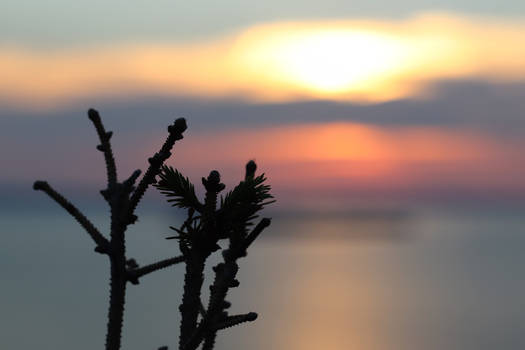 sunset twigs