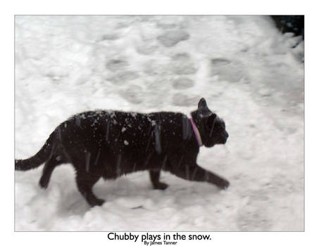 Chubby plays in the snow