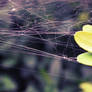 Spider's web.