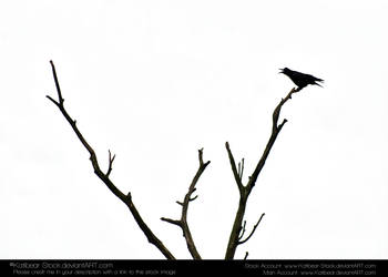Animals 033 - Bird Silhouette