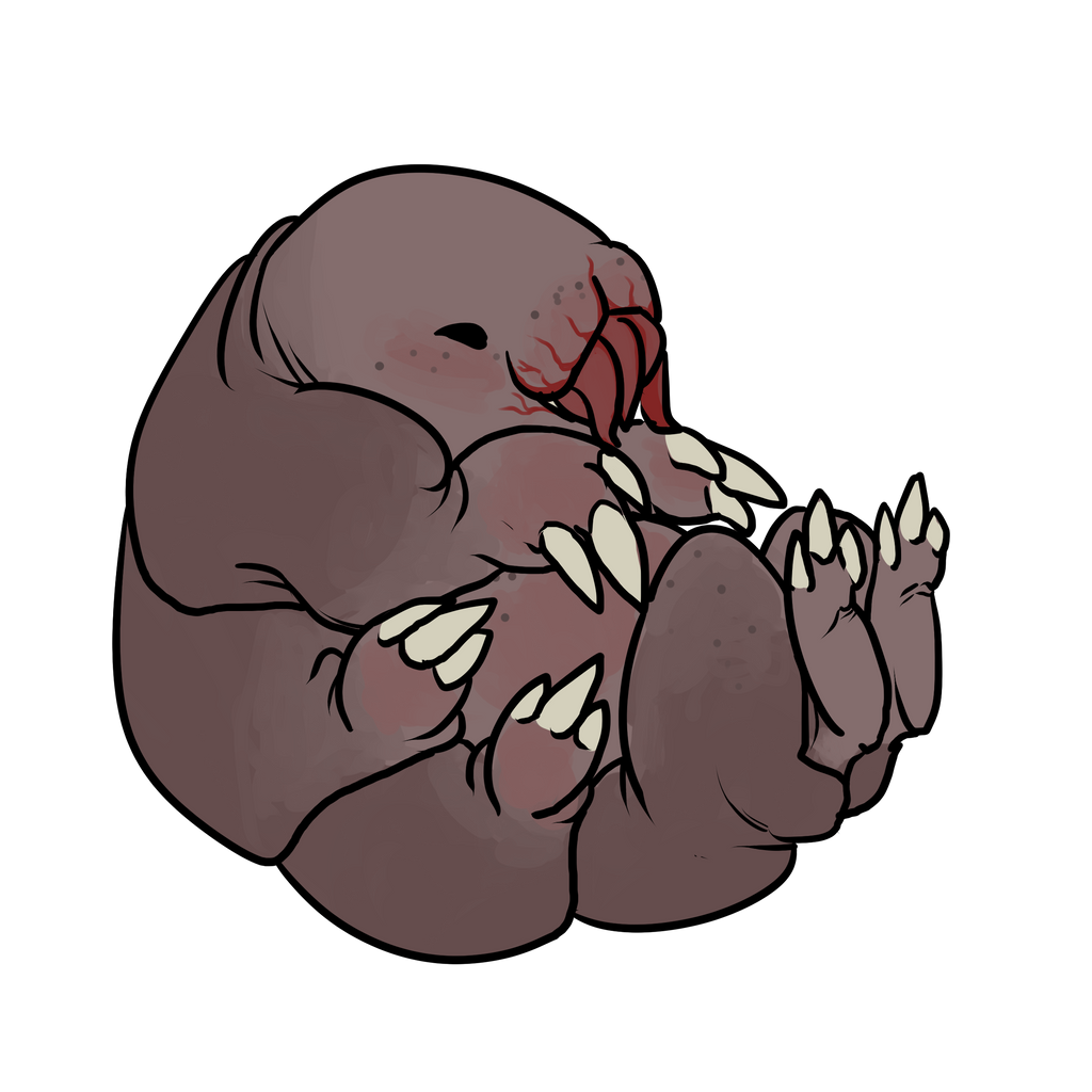 Mymber Companion