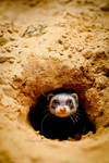 Picture number 1 / Ferrets like in wildlife by 1ShiningMoon