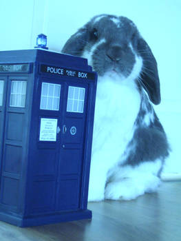 Timelord Bunny