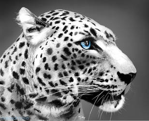 Blue Eyed Leopard