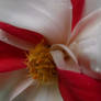 The Blend of Colors (Dahlia Flower) - 1