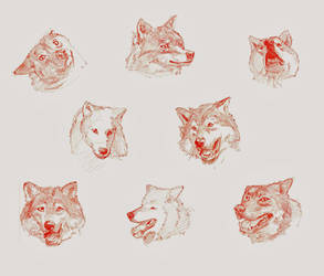 Wolves - Head Studies