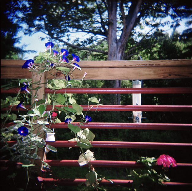 Deck Vegetation