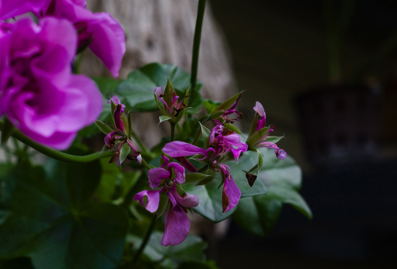 Nasturtium Flowers