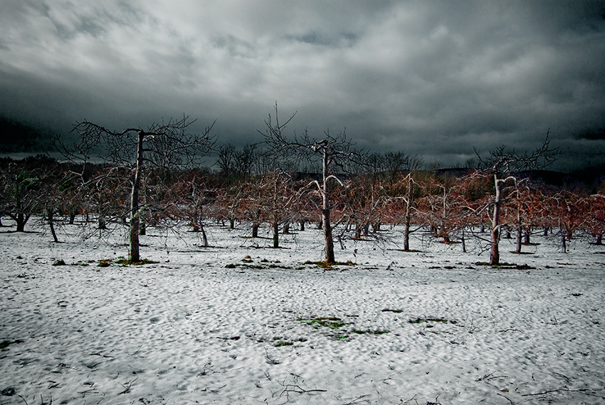 Naked Orchard