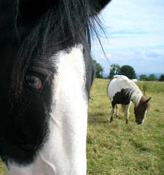 Blue-eyed Apache